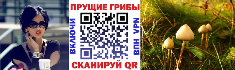 наркота  Севастополь  Псилоцибиновые грибы MAGIC MUSHROOMS 